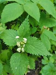 Lamium album