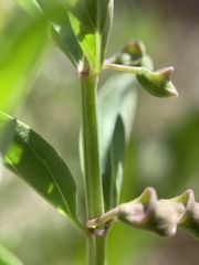 Scutellaria angustifolia