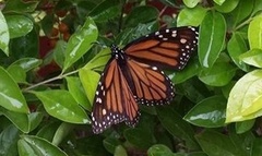 Danaus plexippus