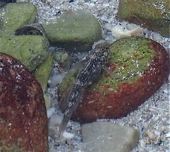 Caffrogobius nudiceps