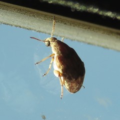 Algarobius prosopis