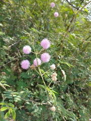 Mimosa pudica