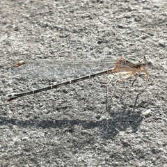 Argia funcki