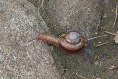 Fruticicola fruticum