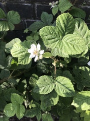 Rubus