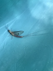 Hexagenia limbata