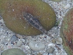 Caffrogobius nudiceps