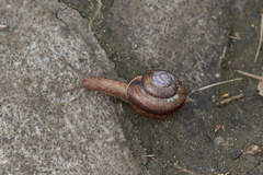 Fruticicola fruticum