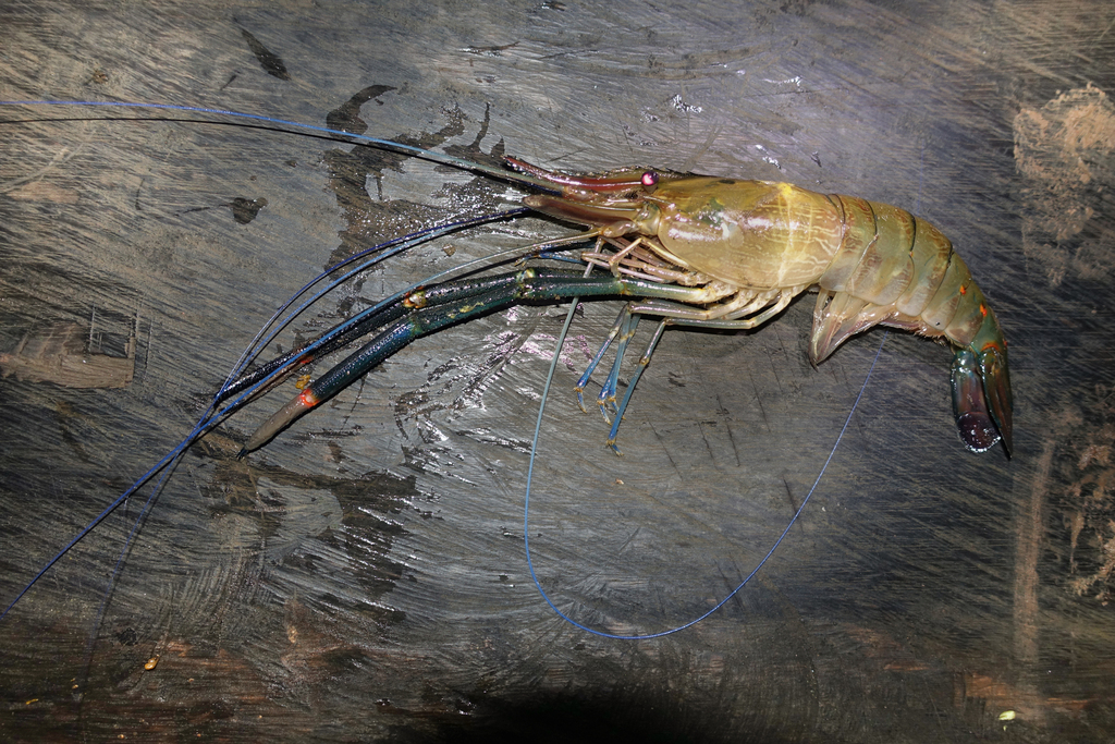 Macrobrachium spinipes
