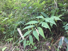 Collinsonia japonica