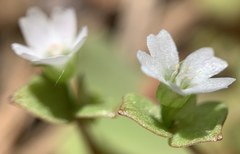 Claytonia rubra rubra