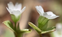 Claytonia rubra rubra