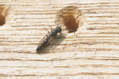 Sapyga quinquepunctata