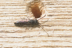 Sapyga quinquepunctata