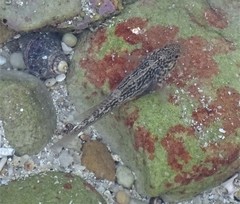 Caffrogobius nudiceps