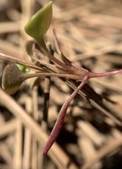 Claytonia rubra rubra