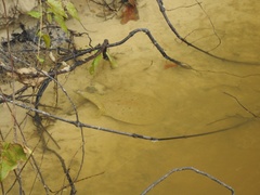 Apalone spinifera aspera