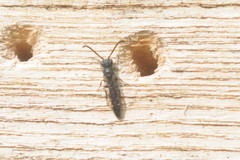 Sapyga quinquepunctata