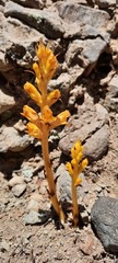 Orobanche laxissima