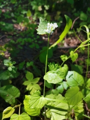 Alliaria petiolata