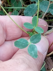 Trifolium fragiferum image