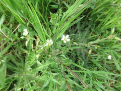 Cerastium diffusum