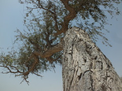 Prosopis cineraria