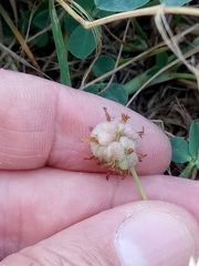 Trifolium fragiferum image