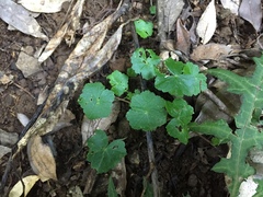Hydrocotyle javanica