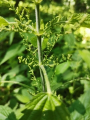 Urtica dioica