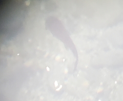 Ameiurus nebulosus