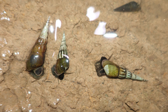 Stenomelania plicaria