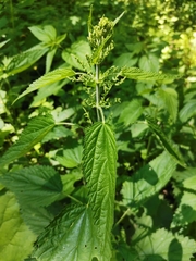 Urtica dioica