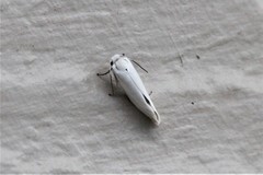 Tegeticula yuccasella