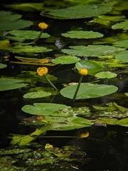 Nuphar lutea