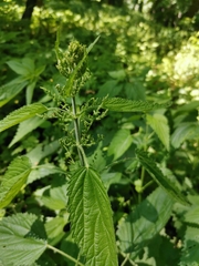 Urtica dioica