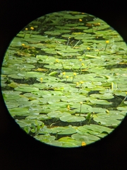 Nuphar lutea