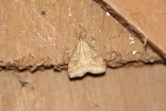 Udea profundalis