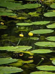Nuphar lutea