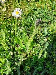Pilosella aurantiaca