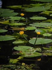 Nuphar lutea