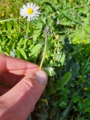 Pilosella aurantiaca