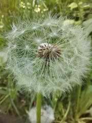 Taraxacum officinale