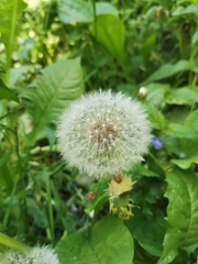 Taraxacum officinale