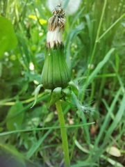 Taraxacum officinale