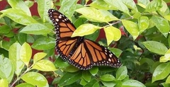Danaus plexippus