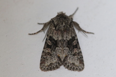 Lacinipolia cuneata