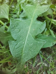Taraxacum officinale