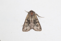 Lacinipolia cuneata