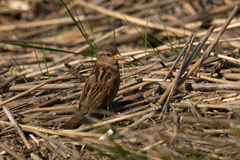 Passer domesticus